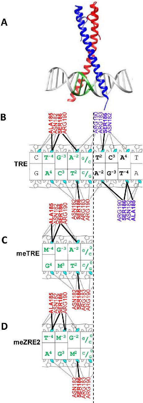 Figure 1 From The Epstein Barr Virus B ZIP Protein Zta Recognizes