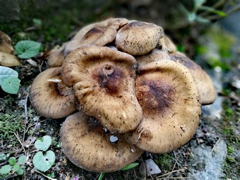 Premium Photo Close Up Of Mushrooms Growing Outdoors