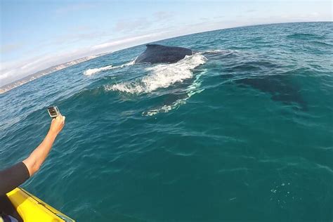 Avvistamento Di Balene A Noosa Con Kayak Sull Oceano E Tour In Spiaggia