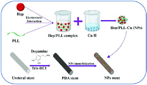 Schematic Illustration Of The Immobilization Method Of Nps On The