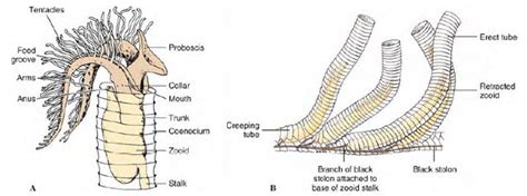 Hemichordata Anatomy