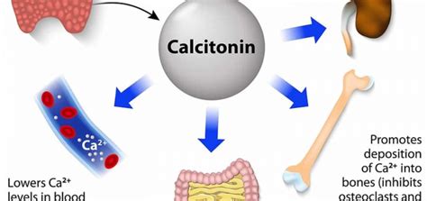 Calcium metabolism pathway | Science online