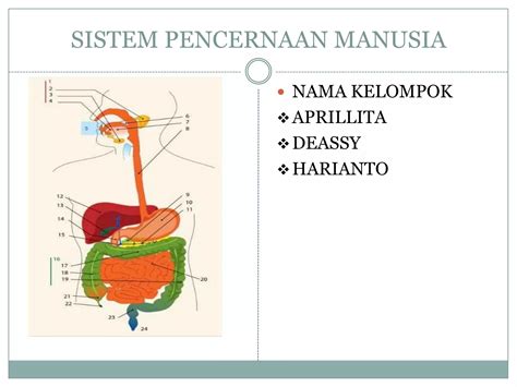 Sistem Pencernaan Makanan Ppt