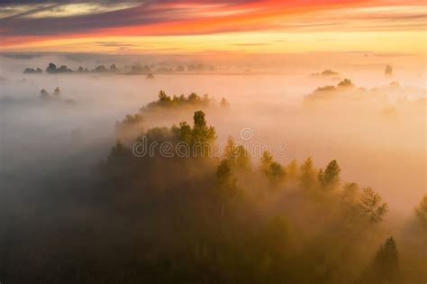 Misty Dawn Sova