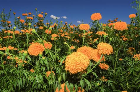 D A De Muertos As Puedes Reciclar Las Flores De Cempas Chil De La