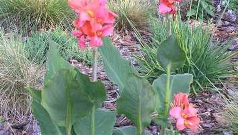 When to Plant Canna Bulbs in the Spring | Garden Guides