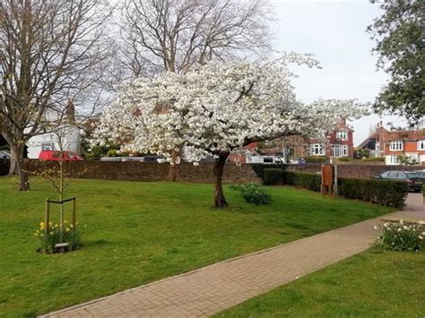 Manor Gardens Bexhill On Sea All You Need To Know Before You