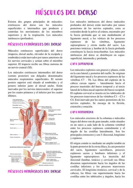 MÚSCULOS DEL DORSO Anatomia 19 uDocz