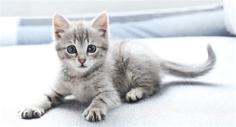 Kitten Names - Cute And Unique Ideas For Naming Your Girl or Boy Cat