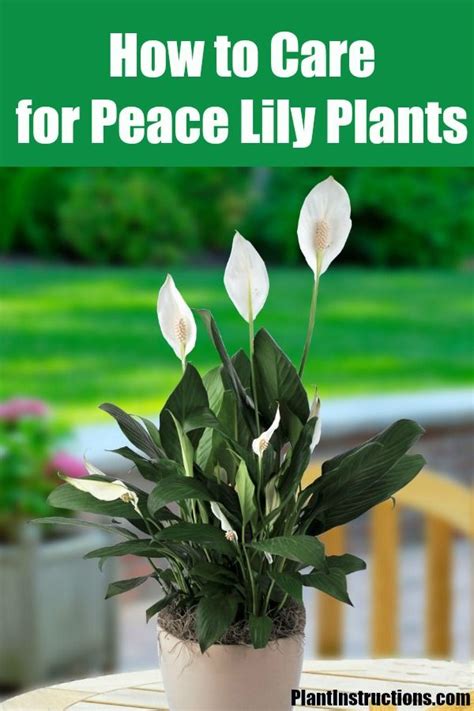 Care of a Peace Lily - Back Gardener