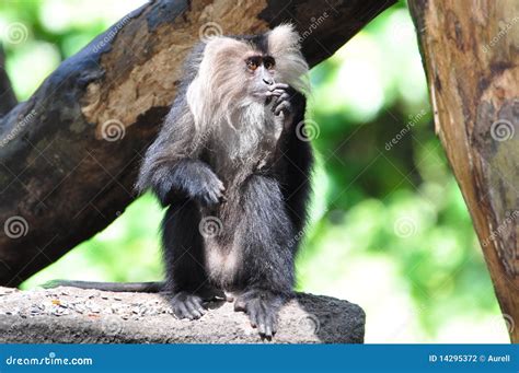 Douc langur stock photo. Image of black, kenya, orang - 14295372