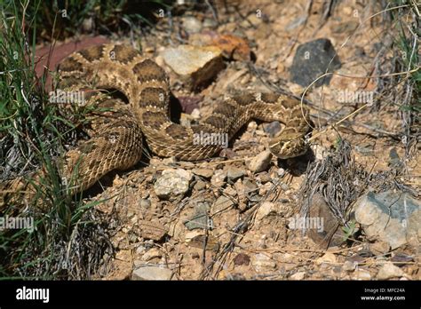 Mojave Rattlesnake Crotalus Scutulatus Sonoran Desert Baja And Se