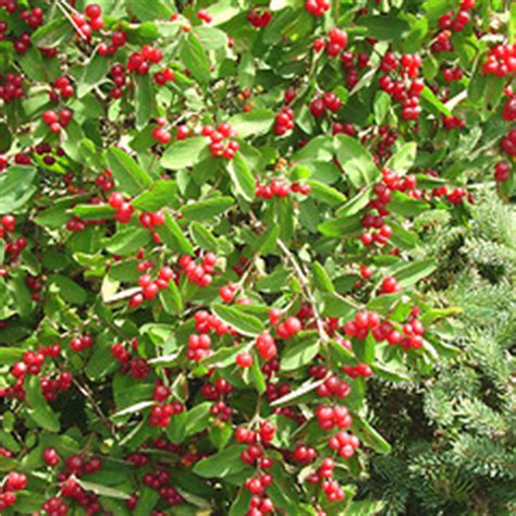 Lonicera Morrowii Morrow S Honeysuckle Go Botany