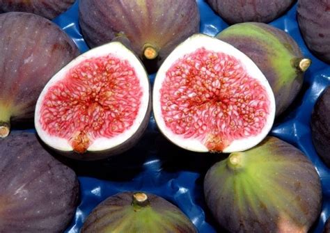 Black Figs Grown In Turkeys Bursa Get Geographical Indication