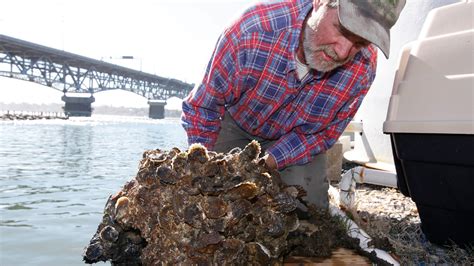 Garden Wisely Save An Oyster Save The Bay