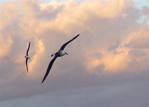 Foto Albatroz De Sobrancelha Thalassarche Melanophris Por Dimas