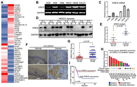 High EREG Expression Predicts A Poor Prognosis In HNSCC Patients A