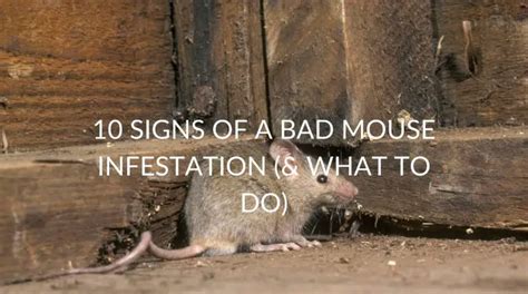 10 Signs Of A Bad Mouse Infestation (& What To Do) - Pest Prevention Patrol