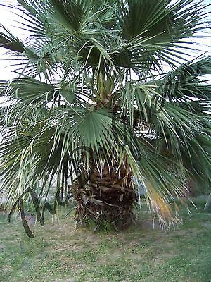 50 Seeds Washingtonia Filifera California Fan Palm Short Fat Tree