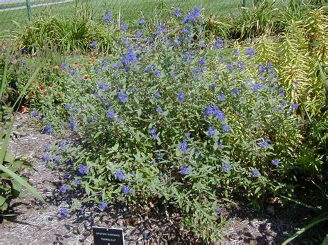 Caryopteris x clandonensis ‘Longwood Blue’ | Kiefer Nursery: Trees ...