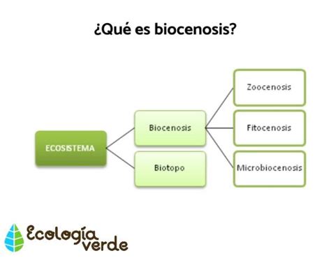 Qué Es Biocenosis Explicación Con Ejemplos