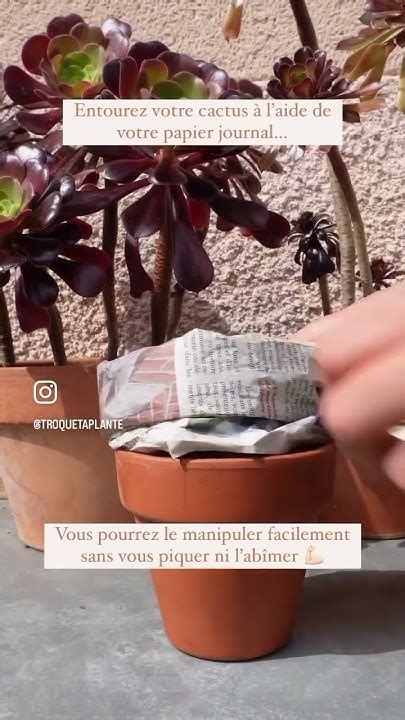 Une Astuce Pour Rempoter Vos Cactus Sans Se Piquer Youtube