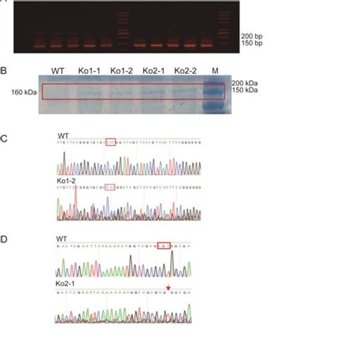 CRISPR Cas9 Mediated Knocking Out Of P Tricornutum NXS A