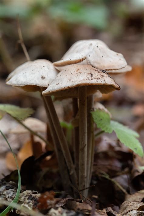 Clustered Toughshank Mushroom Gymnopus Confluens Bundelc Flickr