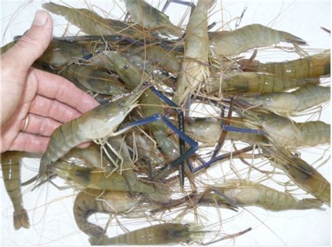 Introduction De Crevettes Deau Douce En Dombes Pourquoi La Ddt Est