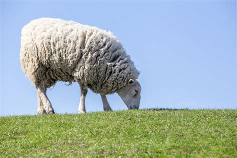 Tierra De Diatomeas En Ganado Ovino Y Caprino Ecodiatomea