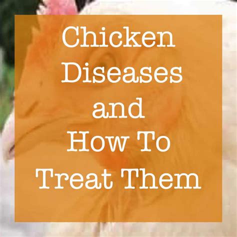 Chicken Diseases and How to Treat Them