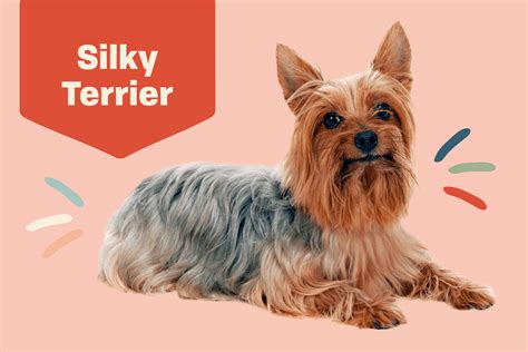 Informazioni E Caratteristiche Della Razza Del Cane Silky Terrier