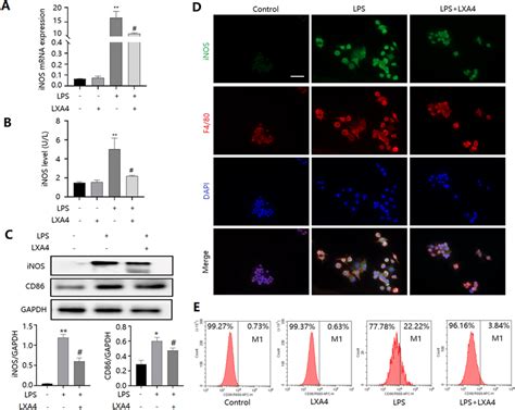 LXA4 Inhibited M1 Macrophage Polarization In Vitro A Cells Were