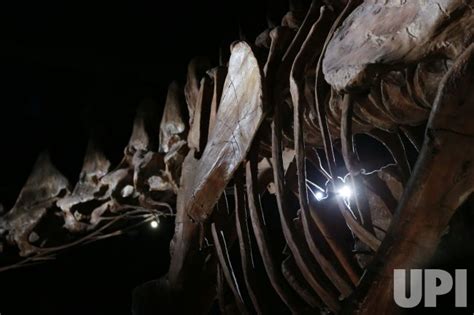 Photo: Dinosaur bones on display at American Museum of Natural History ...