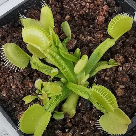 GJ Green Schuppenstiel Venus Flytrap Dionaea Pictures Mi Flytraps