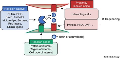 Proximity Labeling An Enzymatic Tool For Spatial Biology Trends In Biotechnology