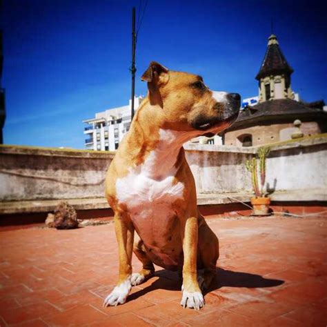 Pitbull Terrier Americano Todo Lo Que Necesitas Saber