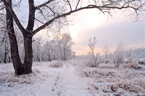 Trees In The Snow 3 Free Stock Photo - Public Domain Pictures