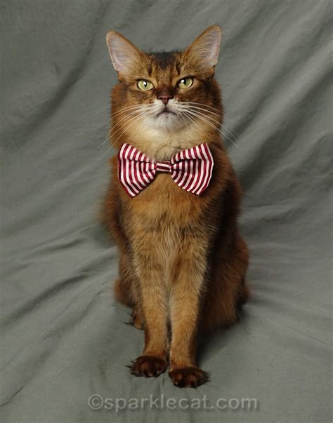 My Favorite Bow Tie on Bow Tie Day - Summer’s Fabulous Cat Life