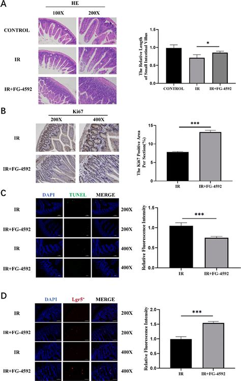 Fg 4592 Protected The Intestinal Tissue Against Radiation Induced Download Scientific Diagram