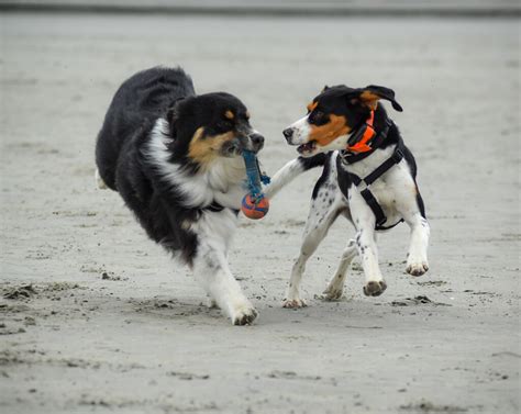 Beagle croisé Épagneul Breton et Berger Australien Flickr