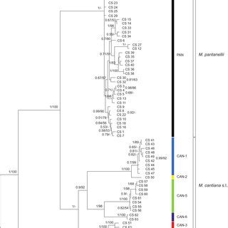 Maximum Likelihood ML Tree Of Concatenated COI And 16S RDNA