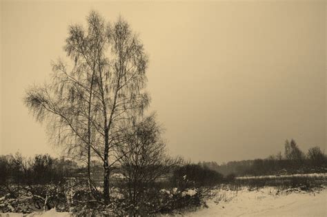 Zima Winter Landscape - Free photo on Pixabay - Pixabay