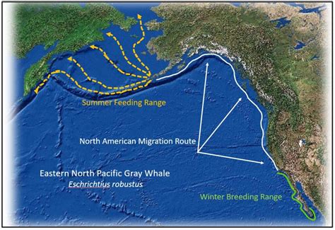 Where Are All Of The Enp Gray Whales Laguna San Ignacio Ecosystem