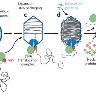 Pdf Mechanisms Of Dna Packaging By Large Double Stranded Dna Viruses