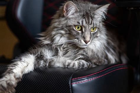 Por qué los Maine Coons chirrían a los pájaros Otros sonidos de