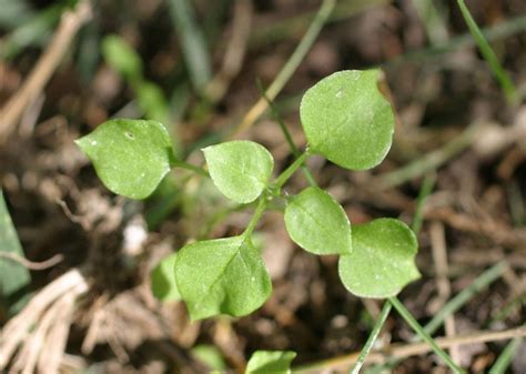 Common Chickweed Mizzou Weedid