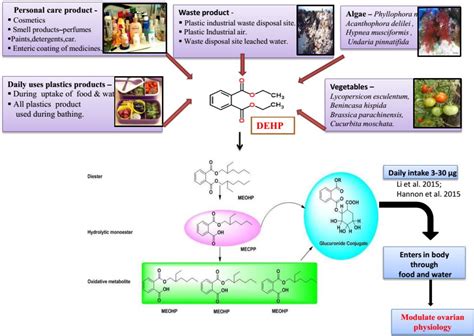 Figure 1 From Di 2 Ethylhexyl Phthalate DEHP And Ovarian