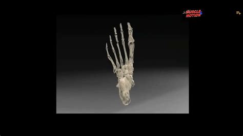 ankle pronation education youtube