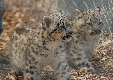 Three Snow Leopard Cubs Debut Banham Zoo - ZooBorns